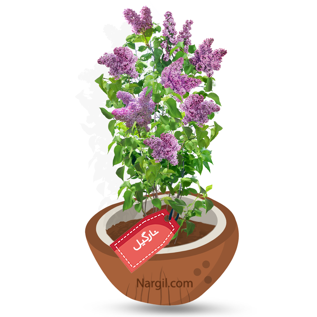  Nargil - summer lilac